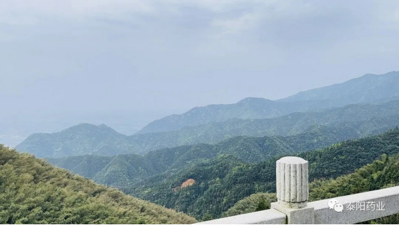 泰陽醫(yī)藥春游踏青